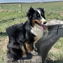Molly - Australian Shepherd