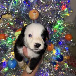 Sally - Black tri female Miniature Australian Shepherd puppy in Angleton, Texas from 4LH Australian shepherds