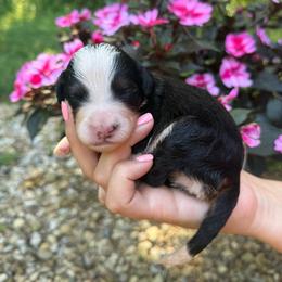 Lily - Tri-color female Bernedoodle puppy in Perrysville, Ohio from Pleasant Valley Bernedoodles