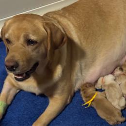 Pick three - Yellow male Labrador Retriever puppy in Williston, Florida from Royal K Labradors