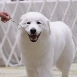 Harper - Great Pyrenees
