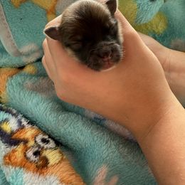 Boy dark sable - Orange sable male Pomeranian puppy in Centuria, Wisconsin from Rott'N'Frenchies