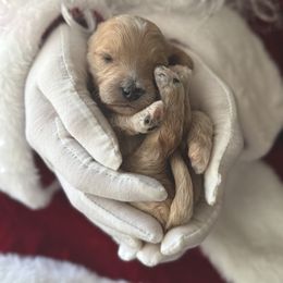 Twinkle - Apricot female Goldendoodle puppy in Modesto, California from Central Valley Canine Companions