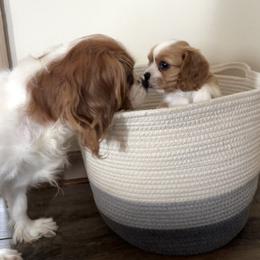 Cavalier King Charles Spaniel Puppies from Cavy Love
