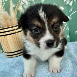 Amazon - Black and white male American Corgi puppy in Scottown, Ohio from Wyndy Ridge Corgis