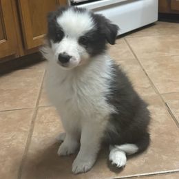Charming - Seal Border Collie puppy in Guffey, Colorado from Sunset Ridge