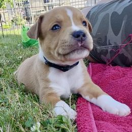 Staffordshire Bull Terrier Puppies from Tier 1 Staffordshire Bull Terriers