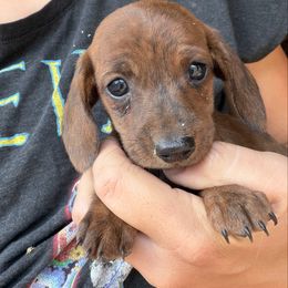 Boy 4 - Brindle male Dachshund puppy in Pearce, Arizona from Katy West Weenies