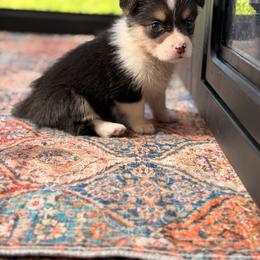 Usopp - Black and tan male Pembroke Welsh Corgi puppy in Snellville, Georgia from Laur's Classic Corgis