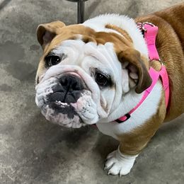 Dolly - Bulldog