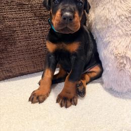 Black Male 1 - Black and rust male Doberman Pinscher puppy in Wirtz, Virginia from Ludic Kennels
