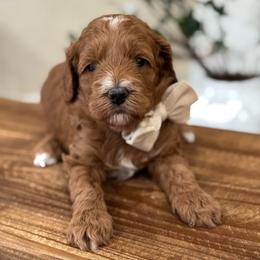 Apple Boy - Red  male Goldendoodle puppy in Rio Linda, California from Plush Doodles