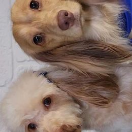 Dachshunds from Jane’s Joy Longhair Dachshunds