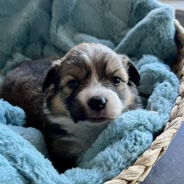 Candy-Light purple collar - Sable female Pembroke Welsh Corgi puppy in Benjamin, Utah from Nuna’s  Corgis