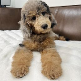 Cove - Phantom female Bernedoodle puppy in Queen Creek, Arizona from Dulcito Doodles