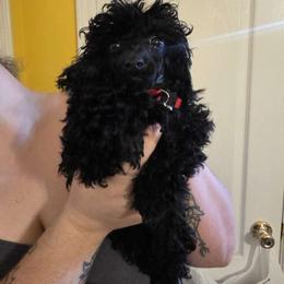 Red - Black male Poodle puppy in Covington, Georgia from ThornWood Hill Poodles