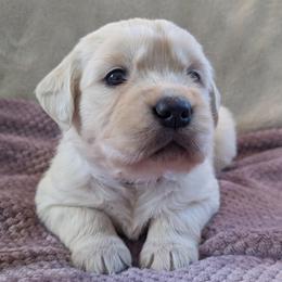 Purple - Light golden female Golden Retriever puppy in Roseburg, Oregon from Unbound Goldens