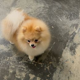 Sir - Pomeranian