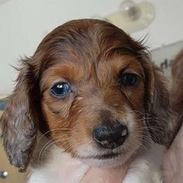 Stella x Morgan red dapple piebald longhair boy - Dachshund puppy from Dozendachs