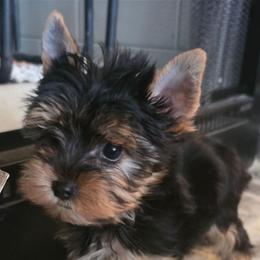 Dexx - Black and tan male Yorkshire Terrier puppy in Clermont, Florida from Bella's Prissy Butts