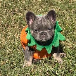 Dax-AKC Fluffy Long Hair - Tricolors male French Bulldog puppy in Palm Coast, Florida from Calypso Island French Bulldogs