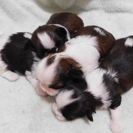 Shih Tzu puppies from Tiny Bubbles Shih Tzus