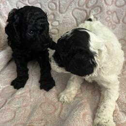 Poodle Puppies from Poodle Parade