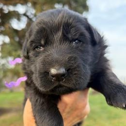 Girl 4 - Black female German Shepherd puppy in Valley Springs, South Dakota from Von Pasch German Shepherds