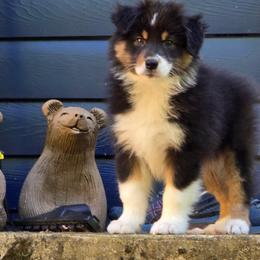 Australian Shepherd Puppies from Rockhill Australian Shepherds