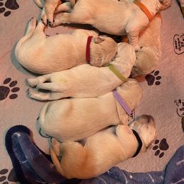 Girl 5 - Golden Retriever puppy in Moses Lake, Washington from Mae Valley Sweethearts Golden Retrievers