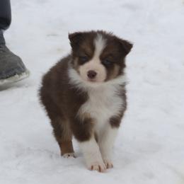 Border Collie, English Setter, and Miniature American Shepherd Puppies from First Harmony Farms