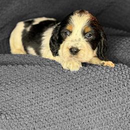 FOGGY - Black white and tan male English Springer Spaniel puppy in Billings, Montana from M&M Fuzzy Bottom Friends