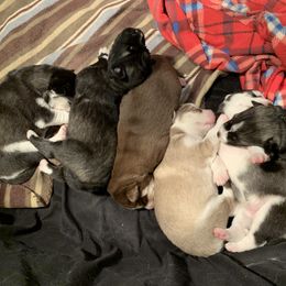 Siberian Husky Puppies from Myths and Legends Siberian Huskies