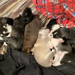 Siberian Husky Puppies from Myths and Legends Siberian Huskies