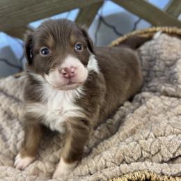Boy 1: Peanut - Red tri-color male Australian Shepherd puppy in Volant, Pennsylvania from Addie's Aussies
