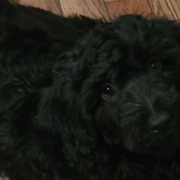 Girl 4 - Portuguese Water Dog puppy in Maine from Lion Heart Pwds