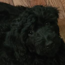 Girl 4 - Portuguese Water Dog puppy in Maine from Lion Heart Pwds