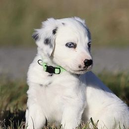 Boy 3 - Dalmatian puppy in Cottage Grove, Oregon from Hidden Hills Dalmatians