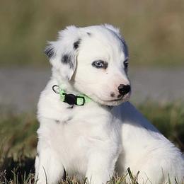 Boy 3 - Dalmatian puppy in Cottage Grove, Oregon from Hidden Hills Dalmatians
