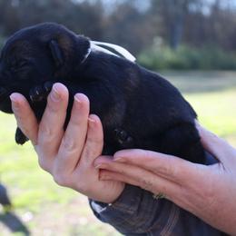 Hope - Sable female German Shepherd puppy in Ratcliff, Arkansas from Ridgeline Shepherds