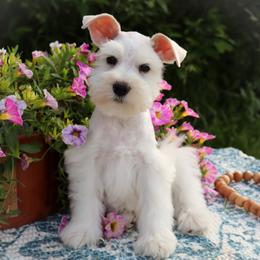 Sneezy - Wheaten male Miniature Schnauzer puppy in Newark, Ohio from Tuckered Out Schnauzers