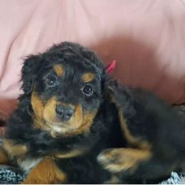 Assorted Doodle Crosses and Aussiedoodle Puppies from Do Wah Diddy Doodles