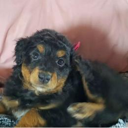 Assorted Doodle Crosses and Aussiedoodle Puppies from Do Wah Diddy Doodles