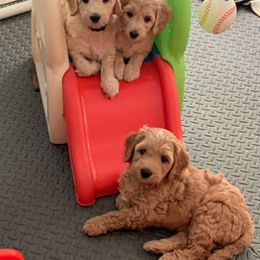 Goldendoodle Puppies from Melodies Daytona Doodles