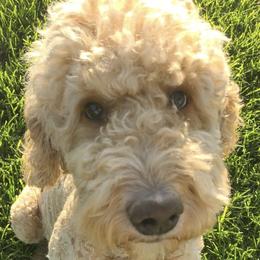 Goldendoodles from Stellar Skys