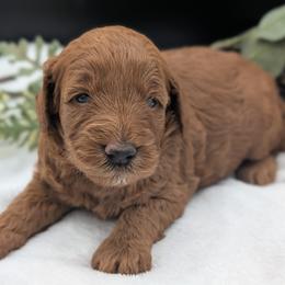 Pink - Red  female Goldendoodle puppy in Midland, North Carolina from Alger Farm, LLC