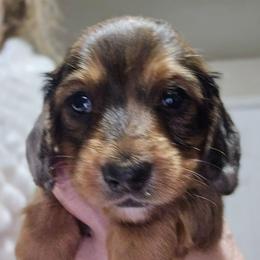 Shaded Red dapple darker girl - Dapple female Dachshund puppy in Lyle, Washington from Wines Wienery