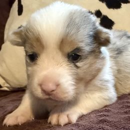 Boy 6 Blue Merle - Blue merle and white male American Corgi puppy in Scottown, Ohio from Wyndy Ridge Corgis