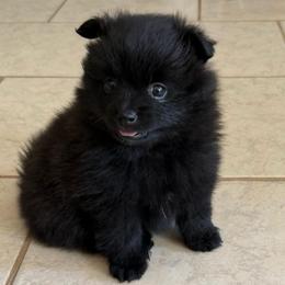 Knox - Black male Pomeranian puppy in Raymondville, Missouri from Pampered Pomskies