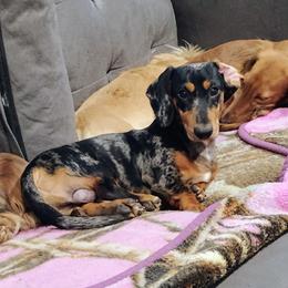Dachshund puppies from Wyrmhund Dachshunds